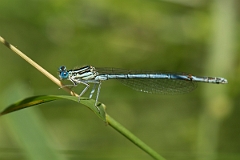 David Plant Photography - Wildlife Photography - White-legged damselfly - C